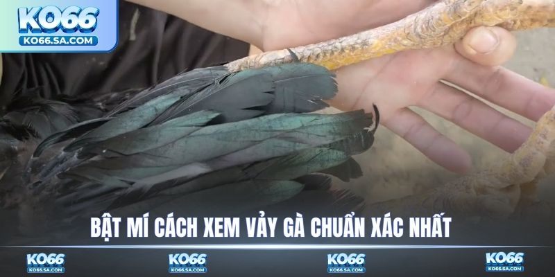 Bật mí cách xem vảy gà chuẩn xác nhất