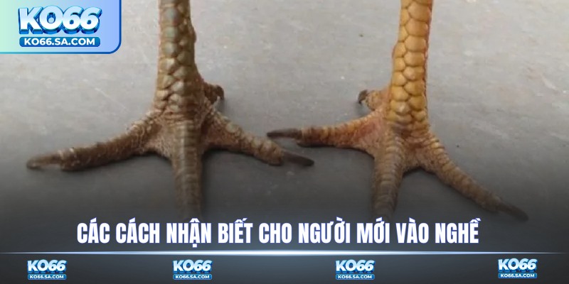 Các cách nhận biết cho người mới vào nghề